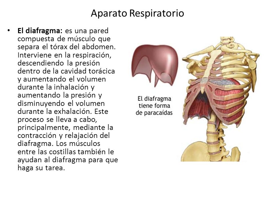 Funcion diafragma sistema respiratorio